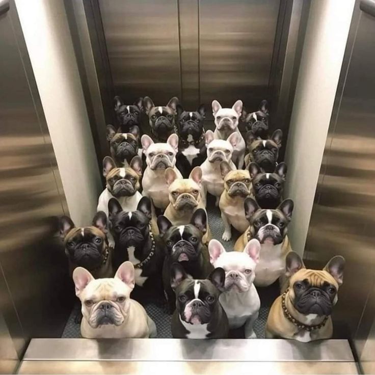 frenchielover60 tweet picture