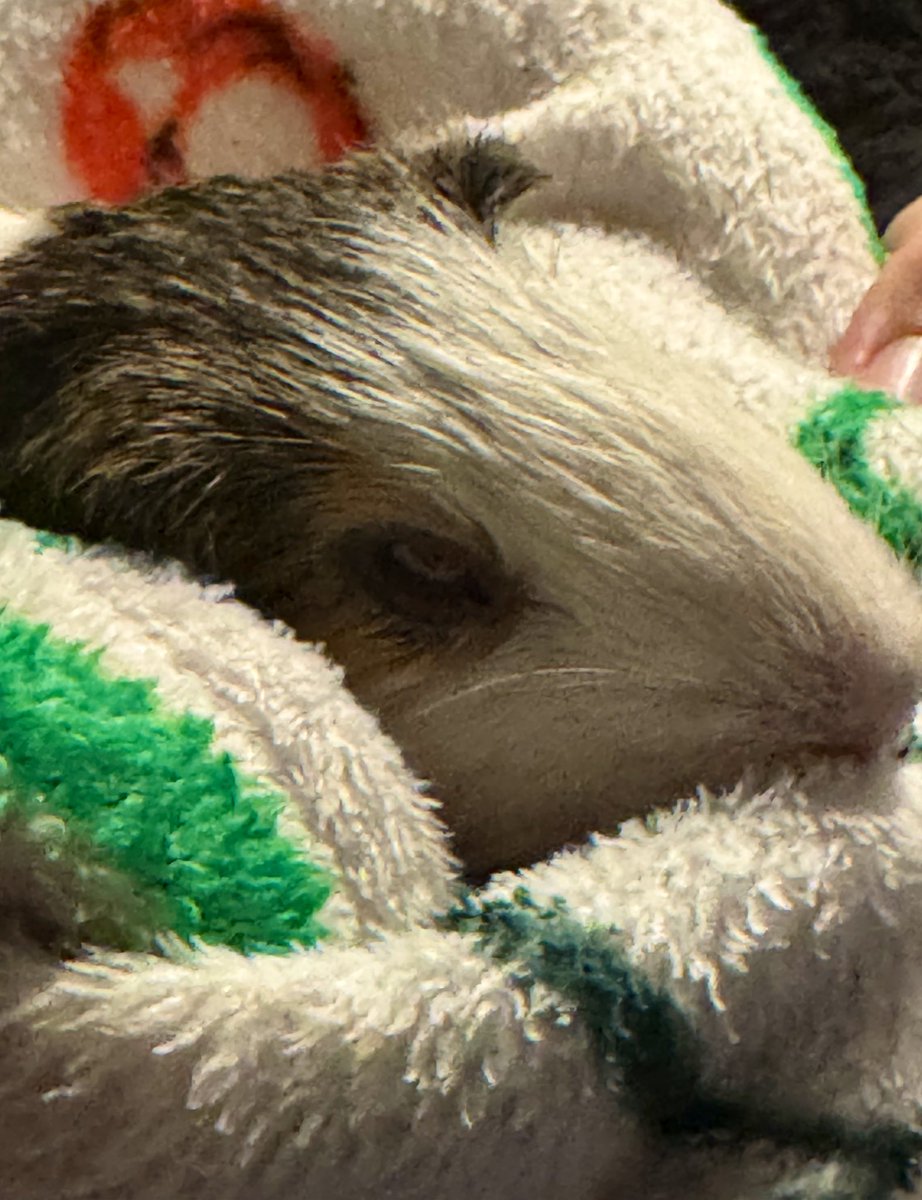 Sadly, our guinea pig and best boy ever Bobo passed last night. We pour one out today for the little legend. Rest in peace Bobbz. 😔