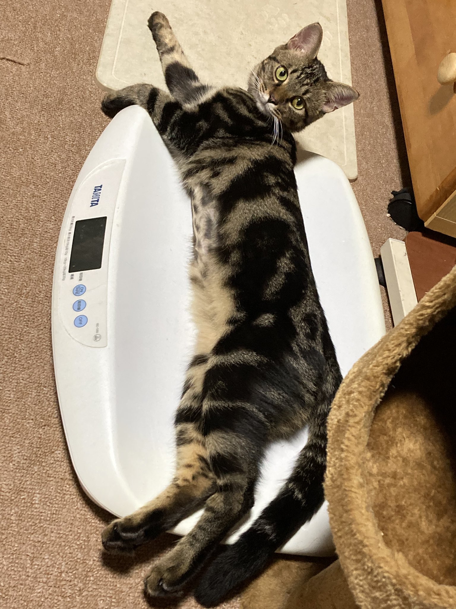 ぴーちゃん305【招き猫販売中】 on X: 