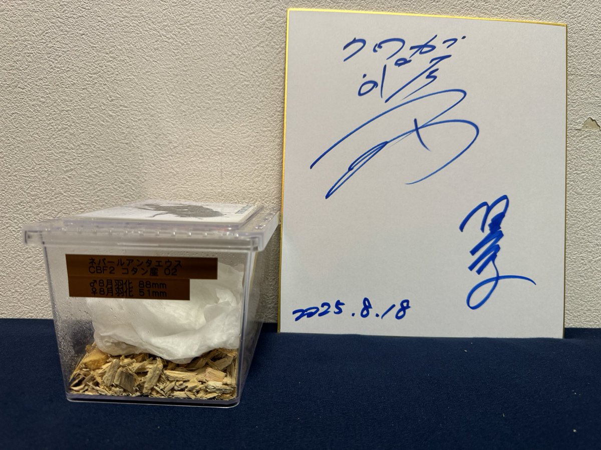 帰宅〜🚗
カナブリさんありがとうございました🙇‍♂️
無理言ってすいません💦
ネパールアンテ大切に育てます！！
体がしっかり固まったらまた写真載せます！
来年が楽しみ😍
#zero_stagbeetle 
#sk_kabu_kuwa16