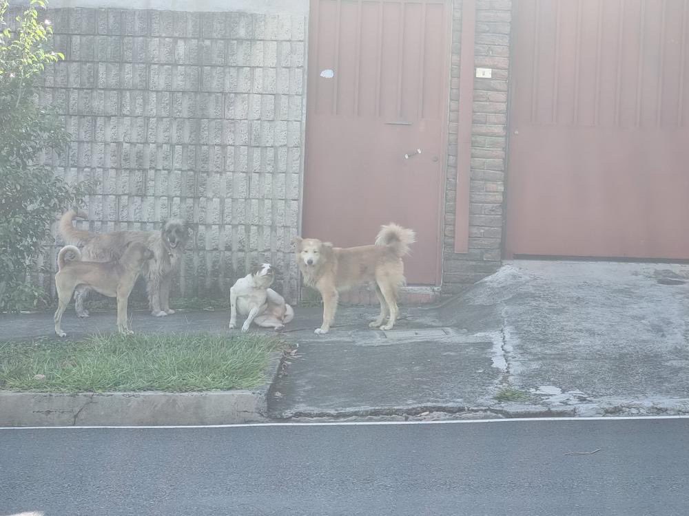 💔 PERRITA EN CELO EN PLENA CALLE 💔
Ella sufre agresiones y es herida
Los perros machos se pelean, se muerden y lastiman 

Si queda embarazada habrán más perritos que difícilmente encontrarán hogar en El Salvador

Ayuda por favor

La vieron en: Es en la colonia vista hermosa