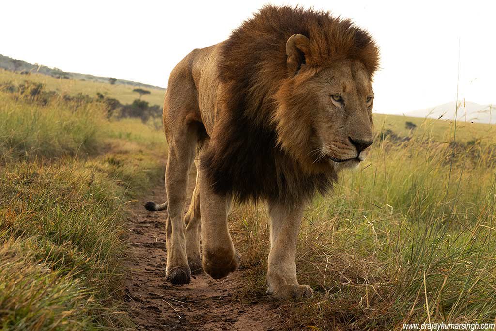 Draksphotos's tweet photo. Lion, MasaiMara #Lion #Mara #lionKing #Wildlife #subadult #RongaiPride https://t.co/2G6yUPVn8F