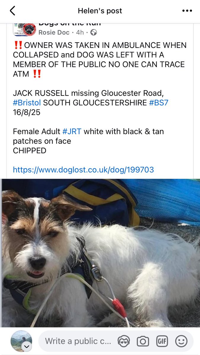 Please share - missing -
owner collapsed and dog was with a member of public.  No one can trace dog