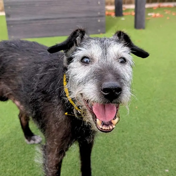 Dogs Trust 💛🐶 (@dogstrust) on Twitter photo This is the gorgeous face of 11-year-old Wally, who is being cared for by our wonderful <a href="/DTCardiff/">Dogs Trust Cardiff</a> centre. Paws crossed this Old Age Pooch finds his retirement home soon 💛 This is the gorgeous face of 11-year-old Wally, who is being cared for by our wonderful <a href="/DTCardiff/">Dogs Trust Cardiff</a> centre. Paws crossed this Old Age Pooch finds his retirement home soon 💛