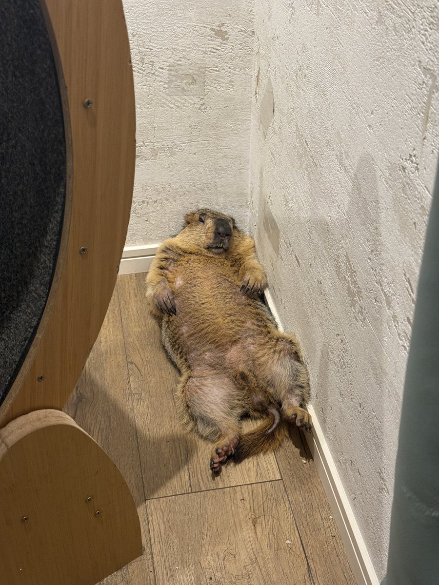 dr_marmot_'s tweet photo. なんちゅう体勢でなんちゅう目で見てんねん https://t.co/WgWHnZ5wDp