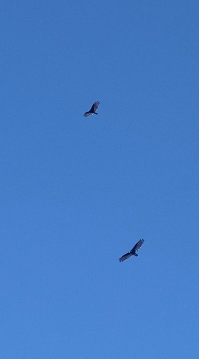Something magical ✨about the hawk. They soar in at opportune times like they are keeping watch of their own! These two circling over our home this morning. Thankful &amp; grateful to be a ⁦<a href="/SJUHawks/">Saint Joseph's Hawks</a>⁩! ##signsallaround  #THWND ⁦⁦<a href="/saintjosephs/">Saint Joseph’s University</a>⁩  ⁦<a href="/SJUHawks_Base/">Saint Joseph's Baseball</a>⁩