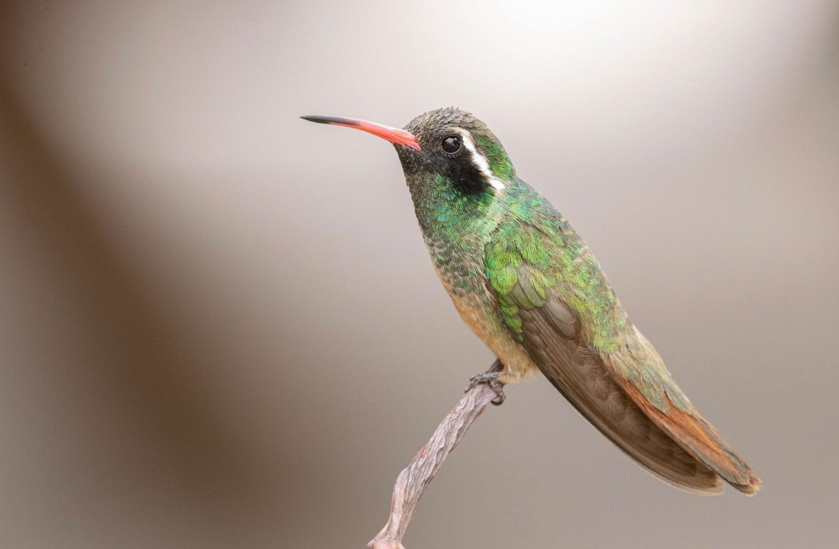 Birding University tweet media