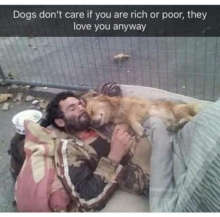 The Dalbo Dog (@dalbodog) on Twitter photo 