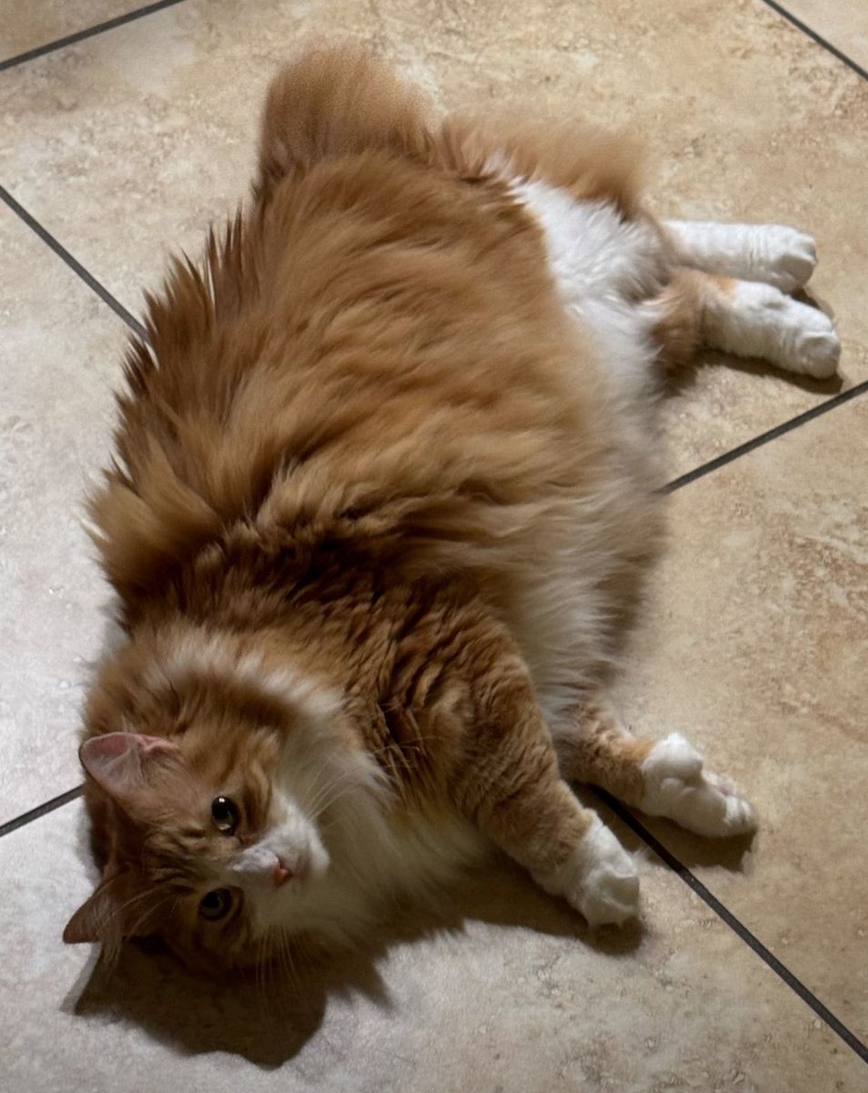 Jason_Gooley's tweet photo. Can’t wait to see all my friends and colleagues at #CiscoGSX!!!

#DigitTheCat says… “Take me with you!!!”

#WeAreCisco #TechElevate #CiscoSE

#InvolveAndEvolve #MetalDevOps #GodfatherOfProgrammability #CiscoChampion #CiscoCert #Author 
#CCST #CCNA #CCNP #DevAsc #CCIE https://t.co/EyAAEQOFbB
