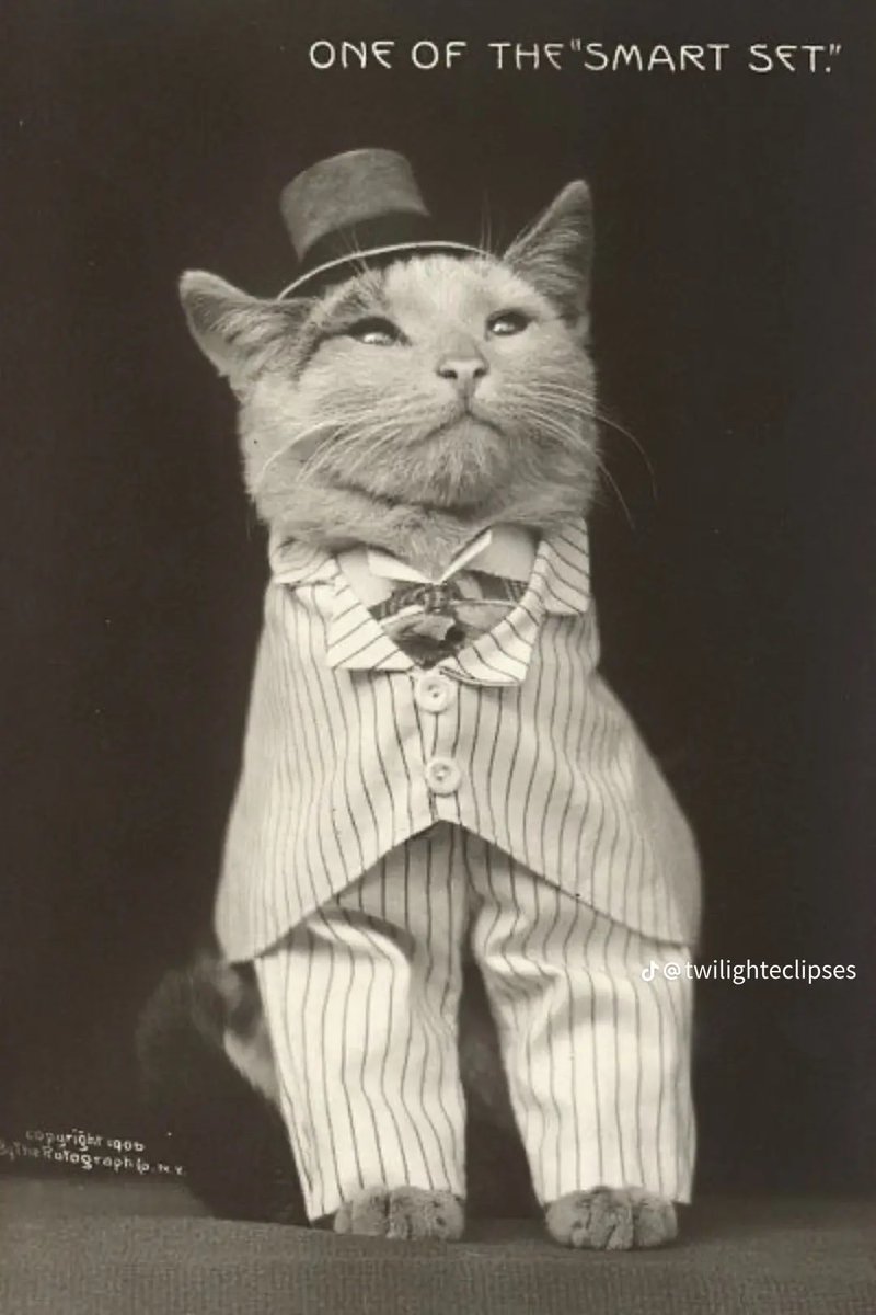 The oc character sheet is a cute idea but my old lady brain is telling me now is not the time to post modded screenshots of characters with all their details (like names, servers) and a se copyright stamp on it. 
Have a fancy cat instead, he looks cooler than my oc anyway.