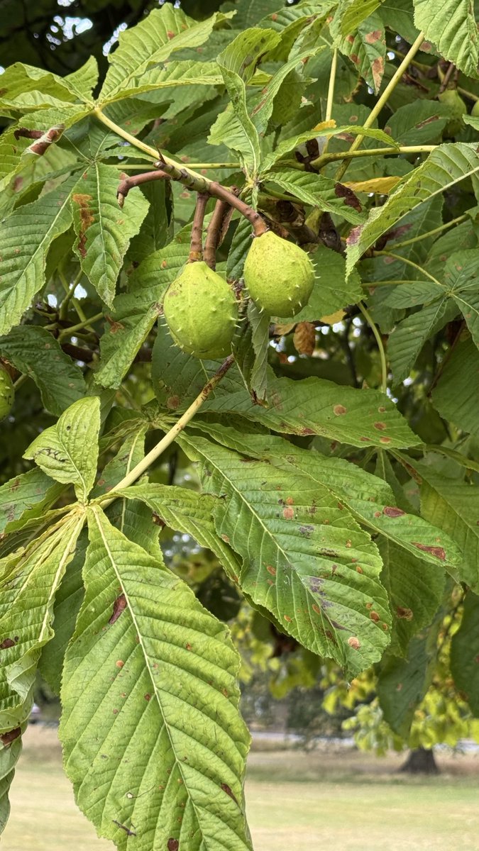 Going to be a good year for conkers. ⁦<a href="/HGchamber/">Harrogate District Chamber of Commerce</a>⁩ ⁦<a href="/HADCAcharity/">Harrogate & District Community Action</a>⁩ @yorkshirebloom ⁦<a href="/thestrayferret/">The Stray Ferret</a>⁩ ⁦<a href="/HgteAdvertiser/">Harrogate Advertiser</a>⁩