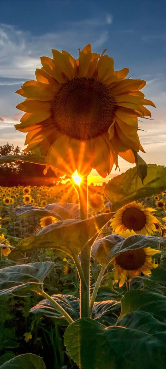 "We're all golden sunflowers inside."
(Allen Ginsberg)
