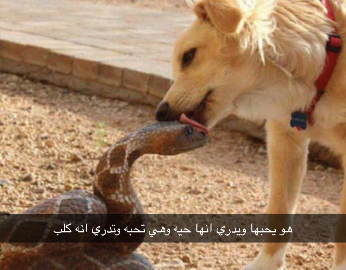 حاسس العلاقة دي كدا