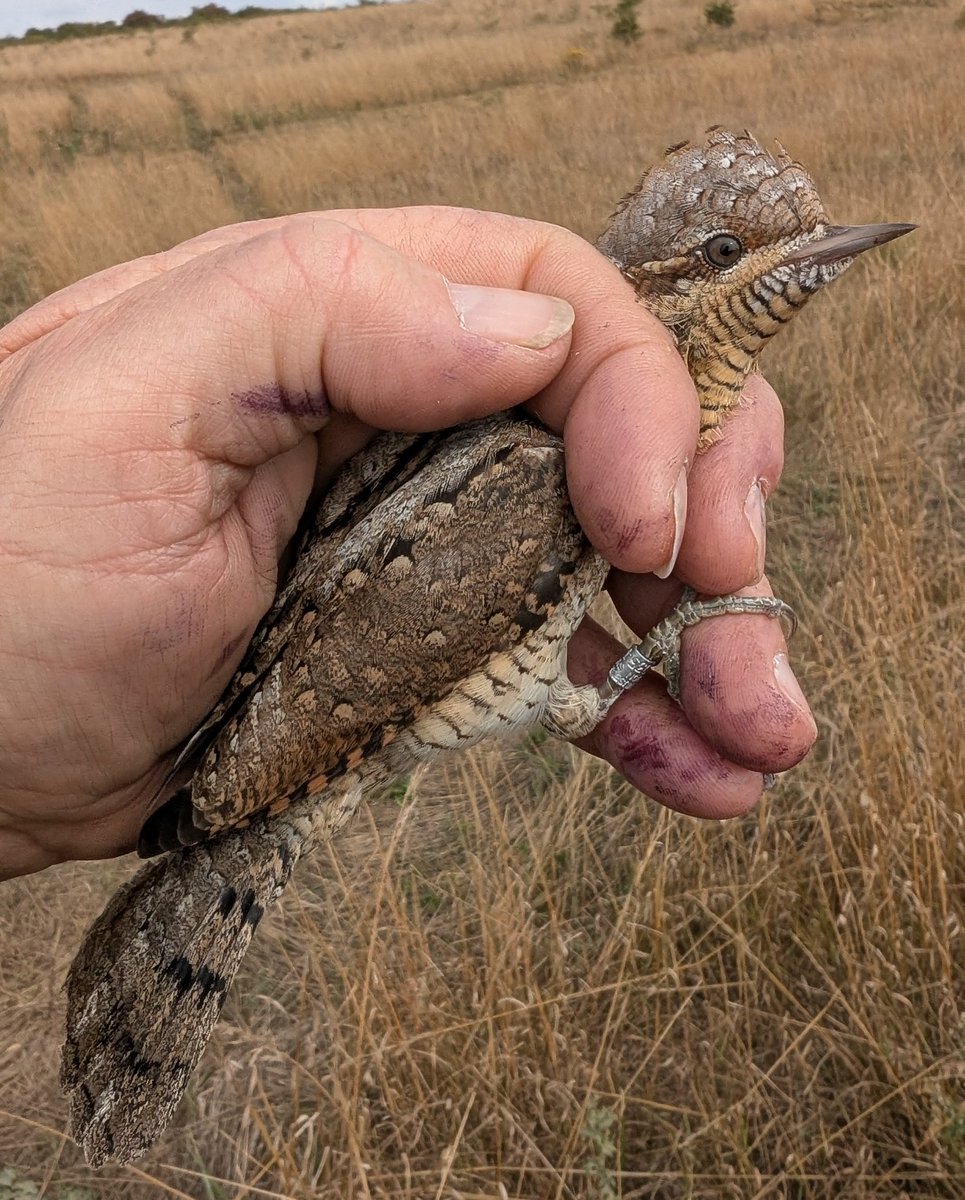 This Wryneck was a lovely surprise on the Salisbury Plain today. It is the 9th we have ringed there. The place really is special👌.