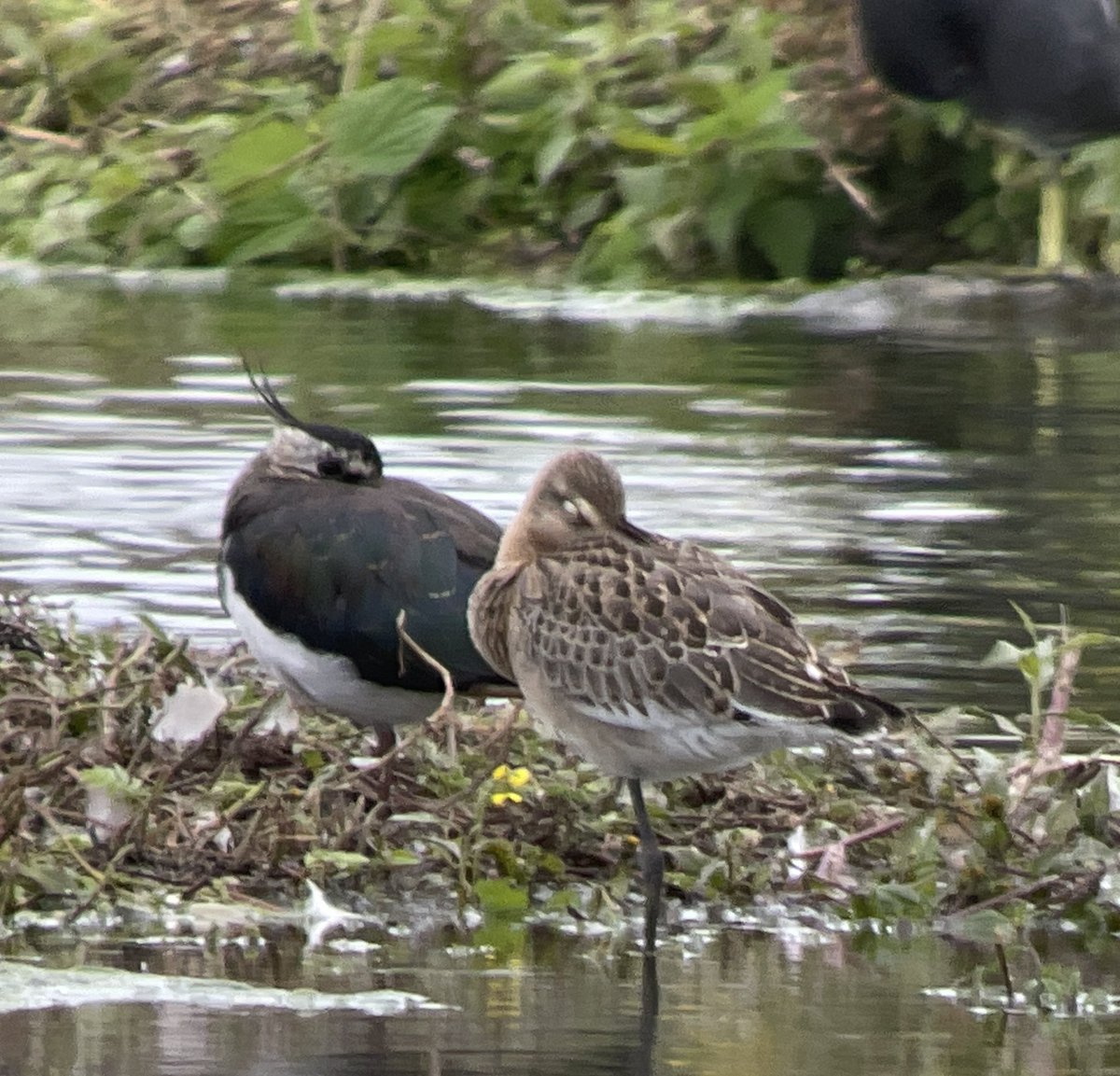 Rushy - nice juv Blackwit <a href="/slimbridge_wild/">Slimbridge Sightings</a>