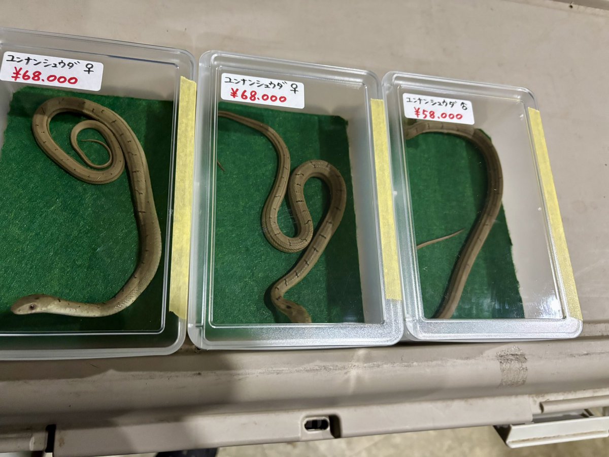 入荷2025国内CBユンナンシュウダ

ペア取れます😊
明日開催のレプタイルズサークルで更に現金大特価‼︎
#Foster
#レプタイルズサークル