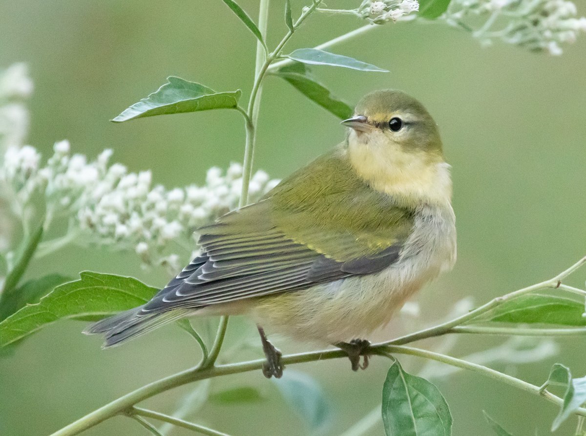 jackwbruce's tweet photo. Let the   Tennessee Warbler be a reminder that volunteering with your favorite birding   or conservation org is good for your social and mental #wellbeing.   #BirdWellLiveWell https://t.co/sgnLJrE0jQ