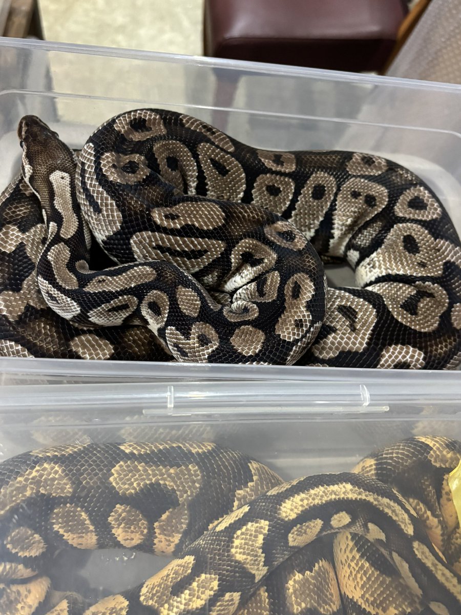 在庫　ボールパイソン各種
2025ベビーサイズからADサイズまで複数匹レプタイルズサークルにつれていきます😊
#Foster
#レプタイルズサークル