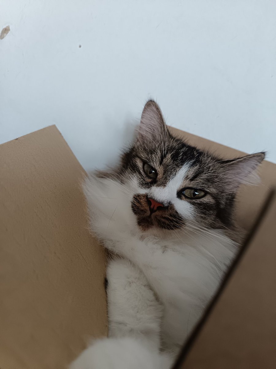 hvysiv's tweet photo. 🐱 https://t.co/mMxDnA27ac