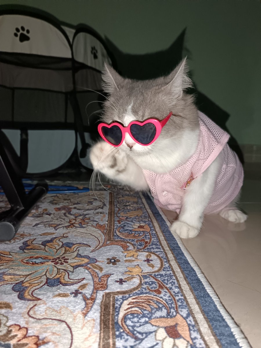 hvysiv's tweet photo. 🐱 https://t.co/mMxDnA27ac