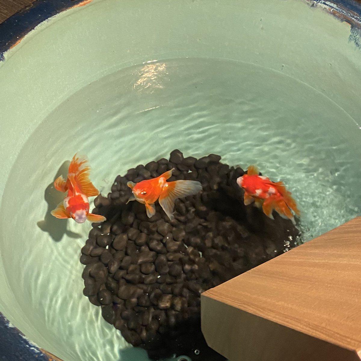 すみだ水族館にいっぱい金魚いたから川玉に見てもらっていました
頂天眼もいた！