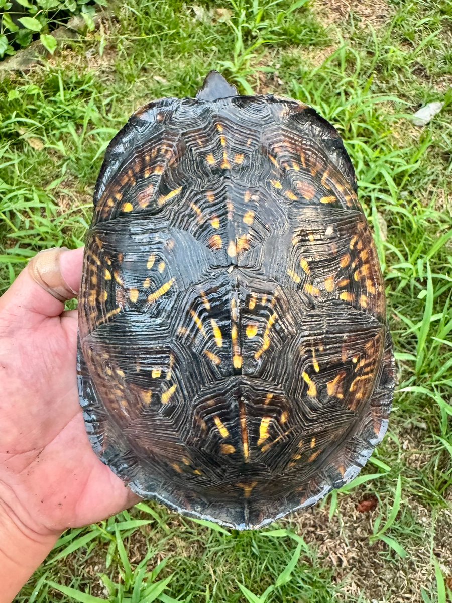 takibicamp's tweet image. It's been a while since I last took photos of Gulf Coast box turtles. One was born in Shizuoka and the other in my home (Fukuoka).
#fukuoka
#boxturtle
#ハコガメ