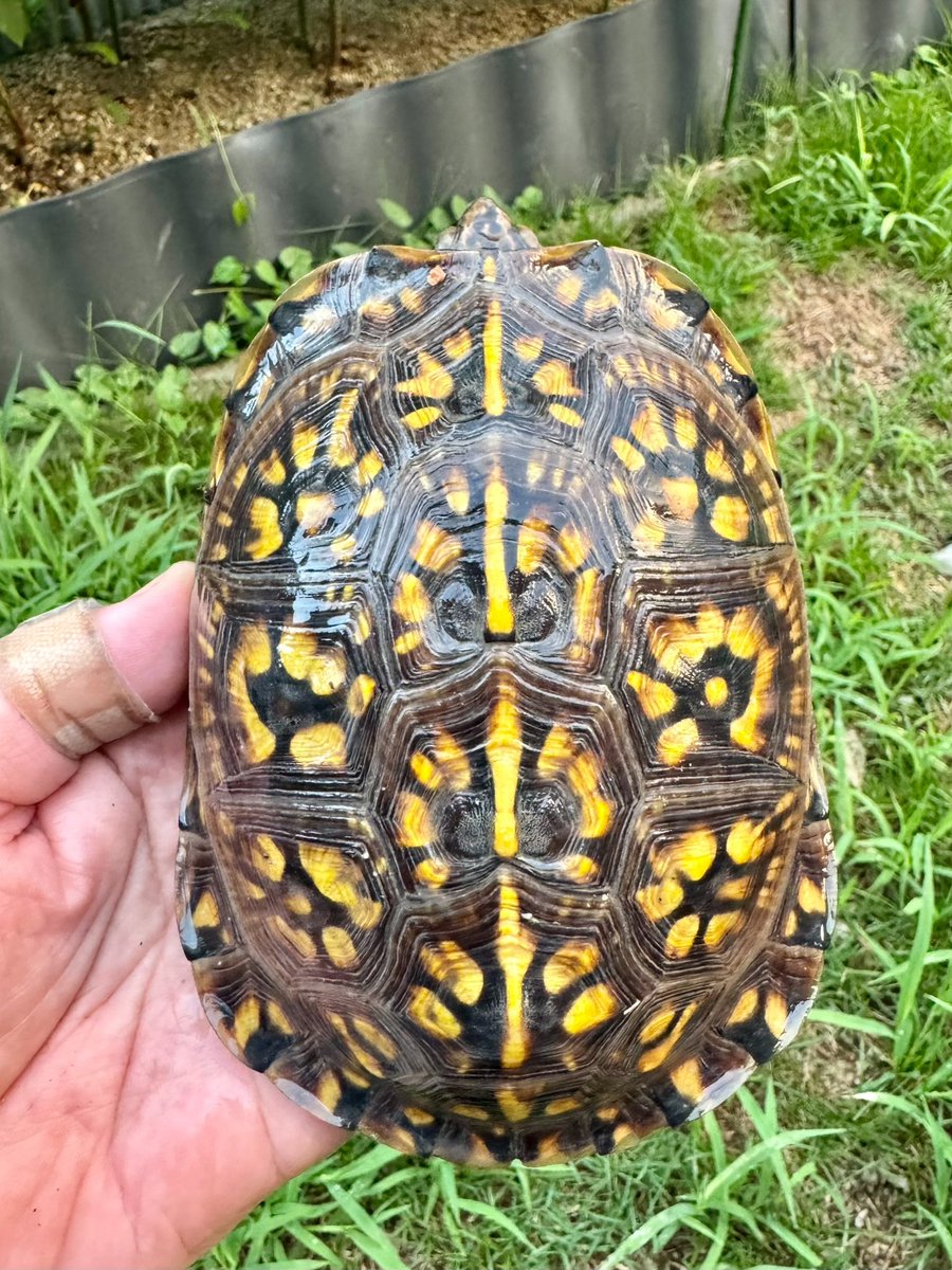 takibicamp's tweet image. It's been a while since I last took photos of Gulf Coast box turtles. One was born in Shizuoka and the other in my home (Fukuoka).
#fukuoka
#boxturtle
#ハコガメ