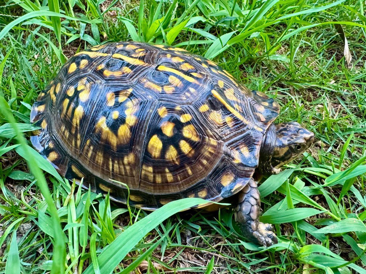 takibicamp's tweet image. It's been a while since I last took photos of Gulf Coast box turtles. One was born in Shizuoka and the other in my home (Fukuoka).
#fukuoka
#boxturtle
#ハコガメ