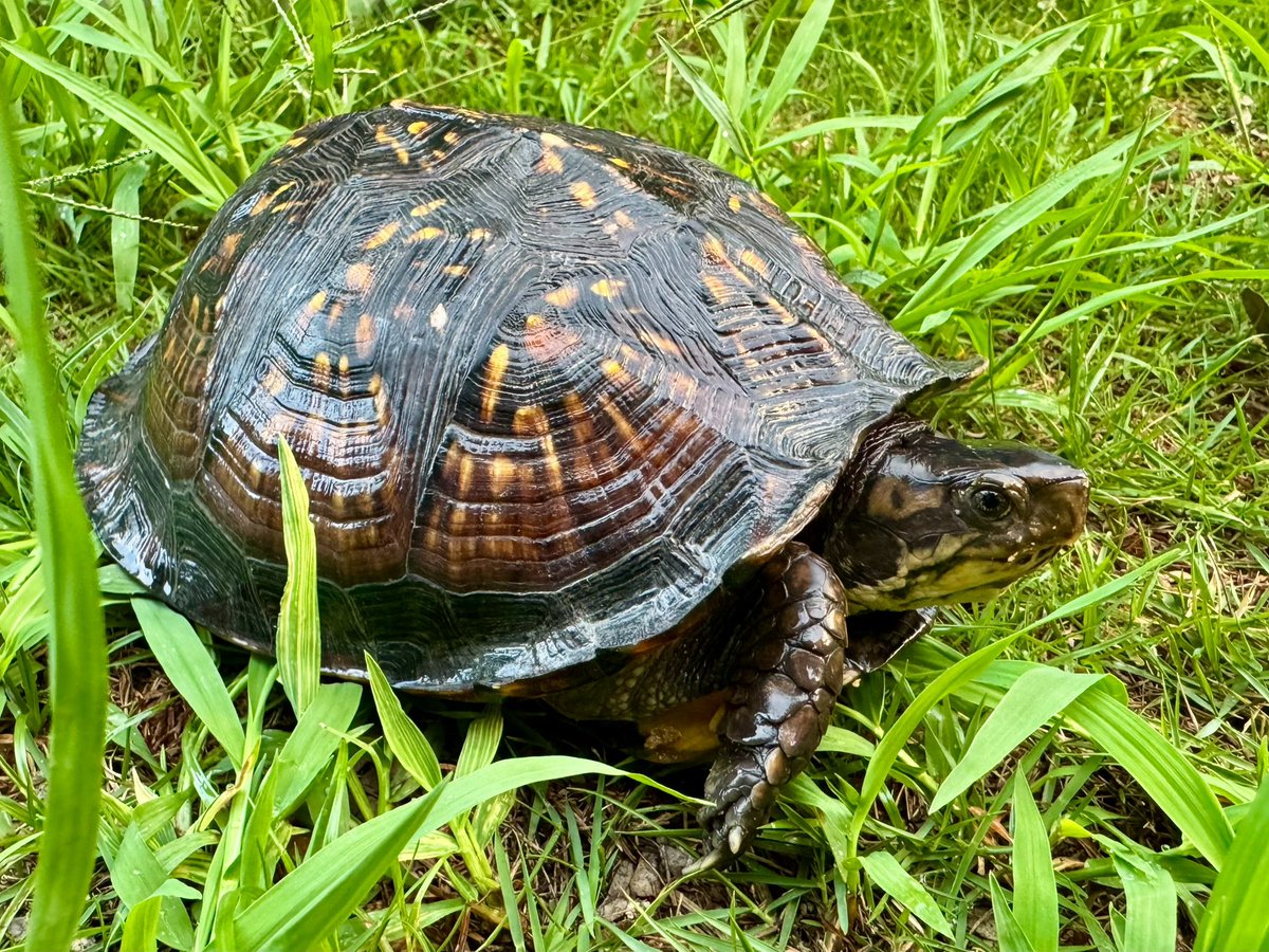 takibicamp's tweet image. It's been a while since I last took photos of Gulf Coast box turtles. One was born in Shizuoka and the other in my home (Fukuoka).
#fukuoka
#boxturtle
#ハコガメ