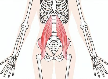 takasuka_toki's tweet photo. 医学部時代に妙に解剖にハマってた時期があって物凄い数の御献体に携わらせてもらった事があったんだが、その時に印象に残ってるのが、人類最大のインナーマッスルと呼ばれる腸腰筋がツナみたいに解せる程に柔らかく、他の筋肉と全然違う性質だって事なんですよね(いわゆるヒレに相当する部分だと思う) https://t.co/5WSvier13D