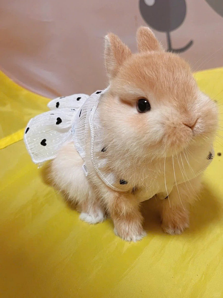 Why you should have a rabbit tweet media