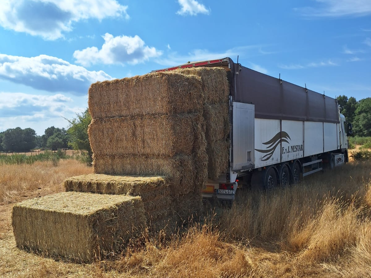 Junta de Castilla y León (@jcyl) on Twitter photo 🐄<a href="/jcyl/">Junta de Castilla y León</a> suministra más de 922.000 kg de alimentos a 74 ganaderías afectadas por los incendios
El servicio de urgencia se mantendrá hasta 30 septiembre
Después se establecerá una ayuda directa en función de las has. de pasto quemadas y la carga ganadera
comunicacion.jcyl.es/web/jcyl/Comun… 🐄<a href="/jcyl/">Junta de Castilla y León</a> suministra más de 922.000 kg de alimentos a 74 ganaderías afectadas por los incendios
El servicio de urgencia se mantendrá hasta 30 septiembre
Después se establecerá una ayuda directa en función de las has. de pasto quemadas y la carga ganadera
comunicacion.jcyl.es/web/jcyl/Comun…