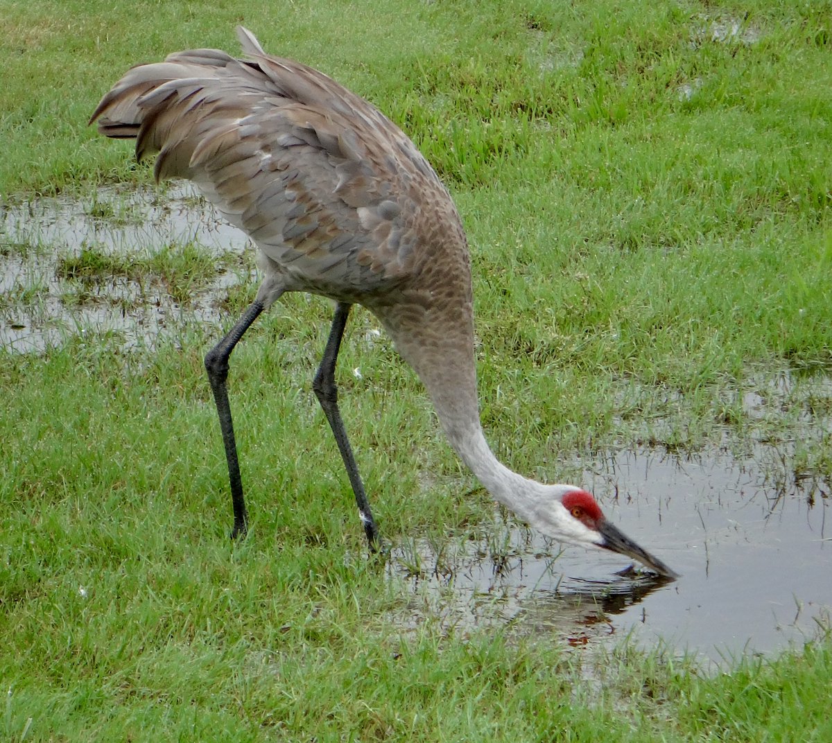 Have a serene Saturday morning! #SaturdayMorning #wildlife #nature