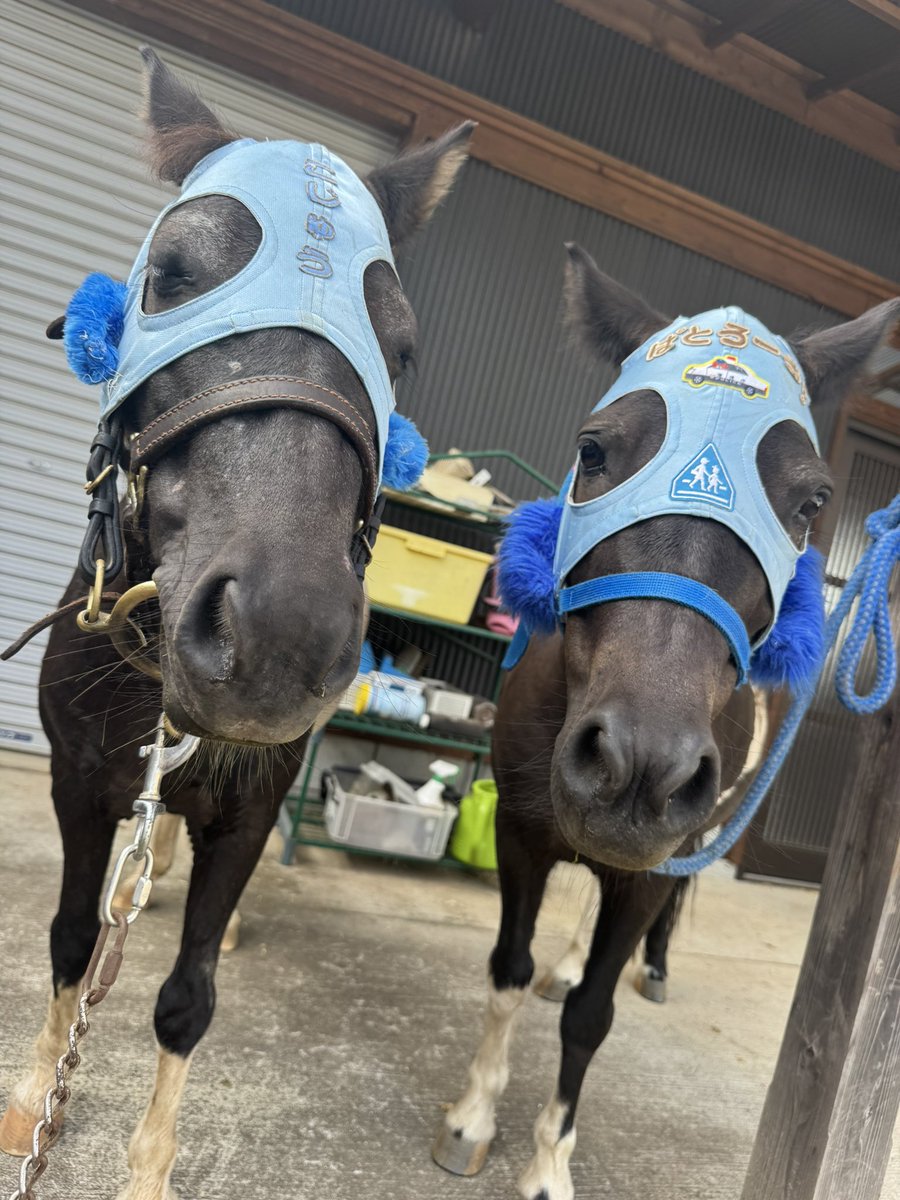 コジュウ軍団・船橋競馬場で触れ合いイベント第2弾】ポニー界の絶対