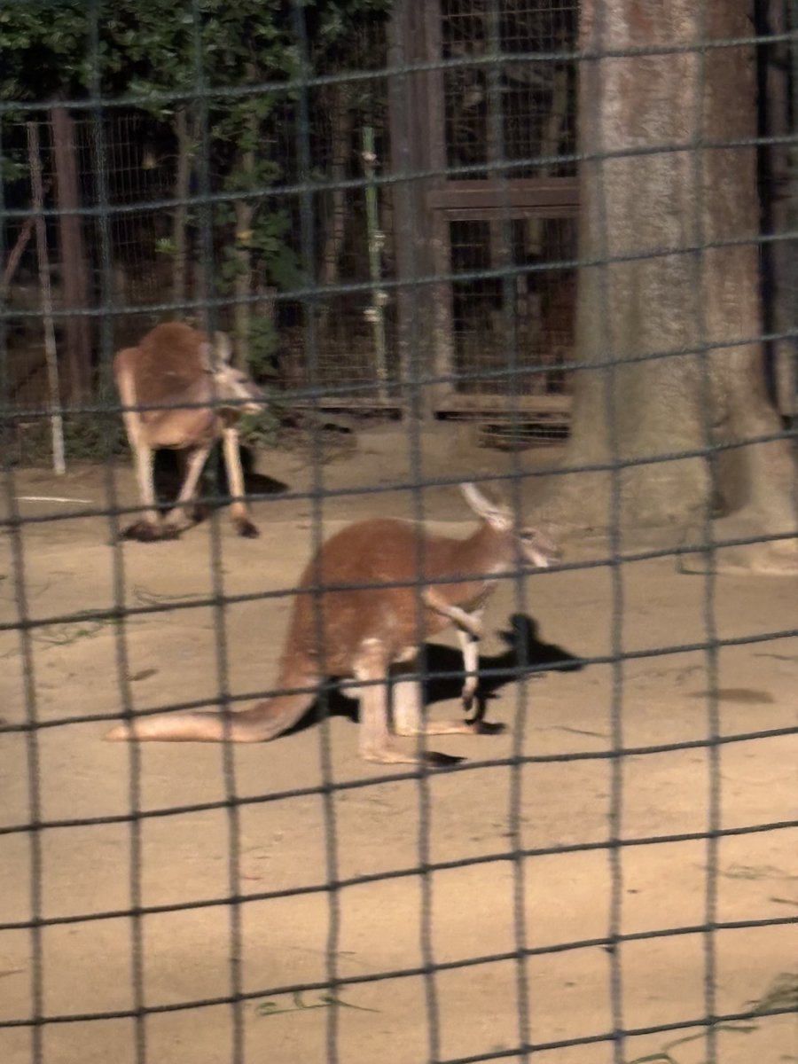 夜の動物園も良い
#八木山動物園