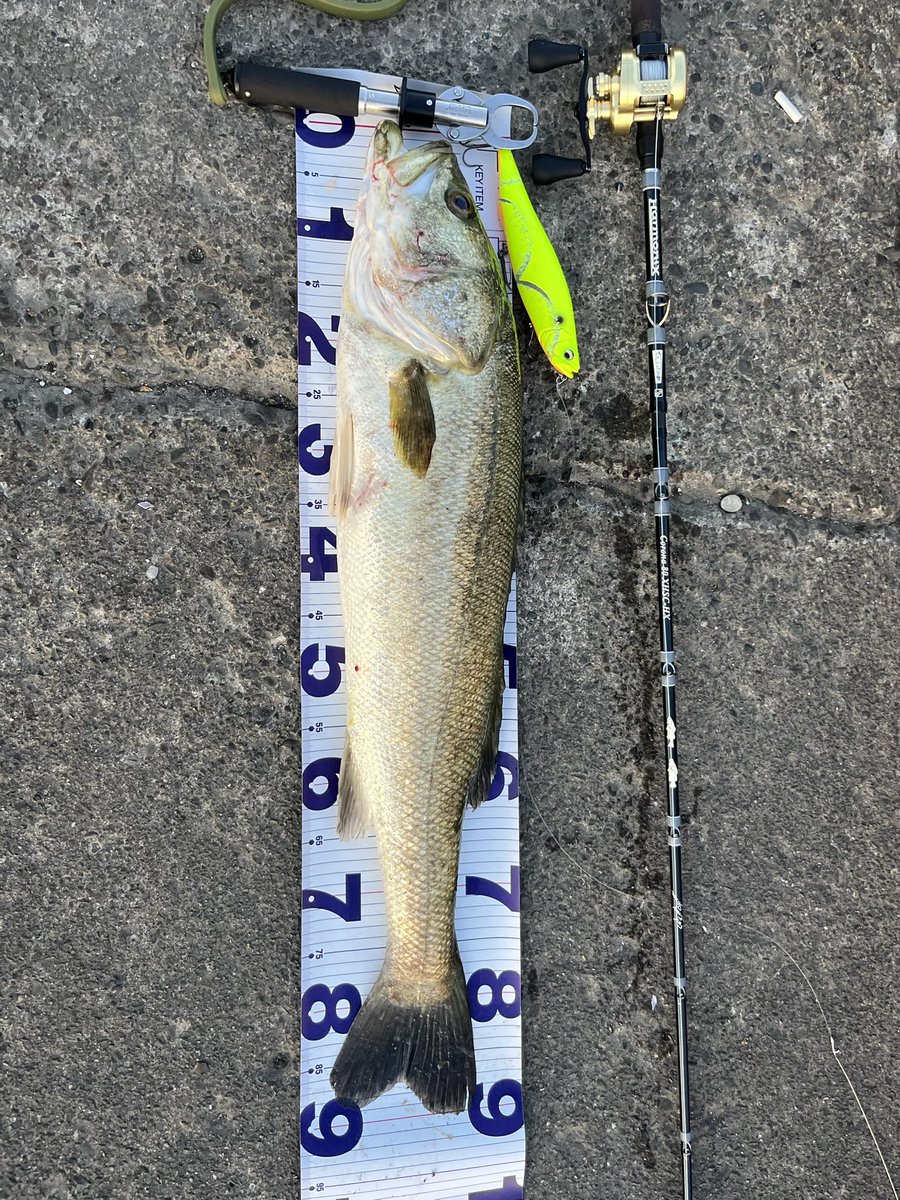 朝マズメ
湘南の夏はメガドッグ
そして陸っぱりからこのサイズ🔥
水面爆発💥エラ洗い3発で夏らしくナイスファイト

この夏、優勝でいいですか？？笑🎣  

#湘南鱸 #湘南シーバス #夏シーバス #MEGADOG