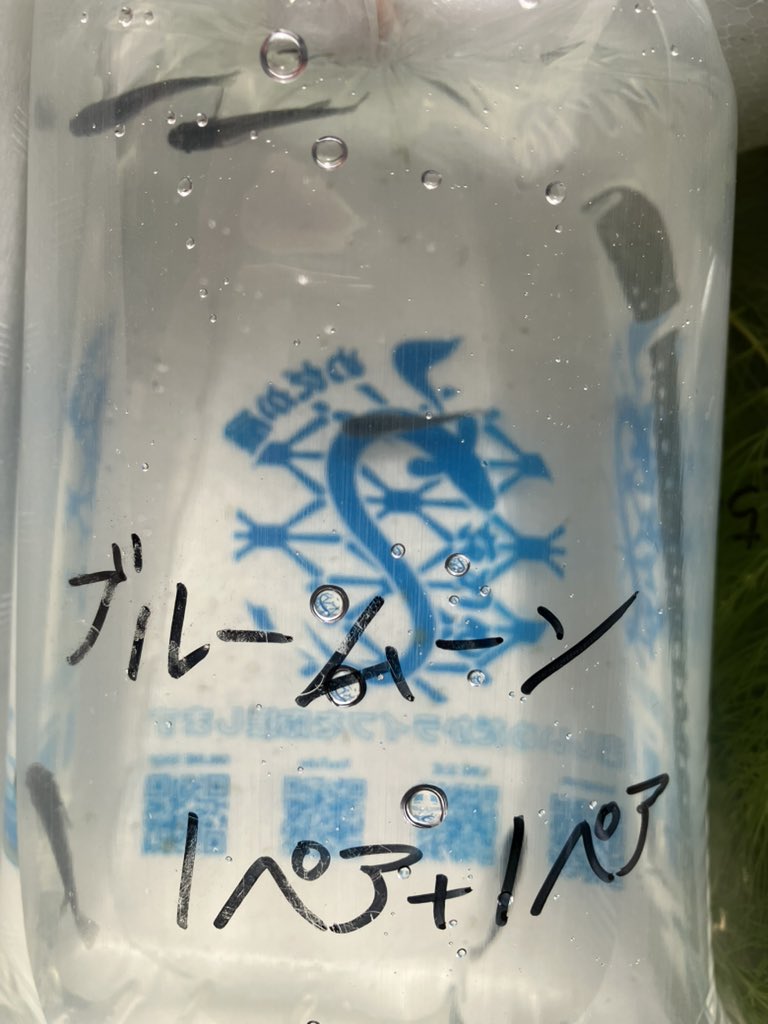 okimu__y's tweet photo. うなとろふぁ〜むさん（@unatorofarm ）からお迎えしたメダカ　ブルームーン
元気に到着！
光の加減とかで写真ではわかりにくいけどすごく綺麗な青！！
初めてのオンライン注文だし生き物の郵送も不安だったけど、メールにも丁寧に対応いただけたのでこちらにお願いして良かった https://t.co/O1llkkXTDo