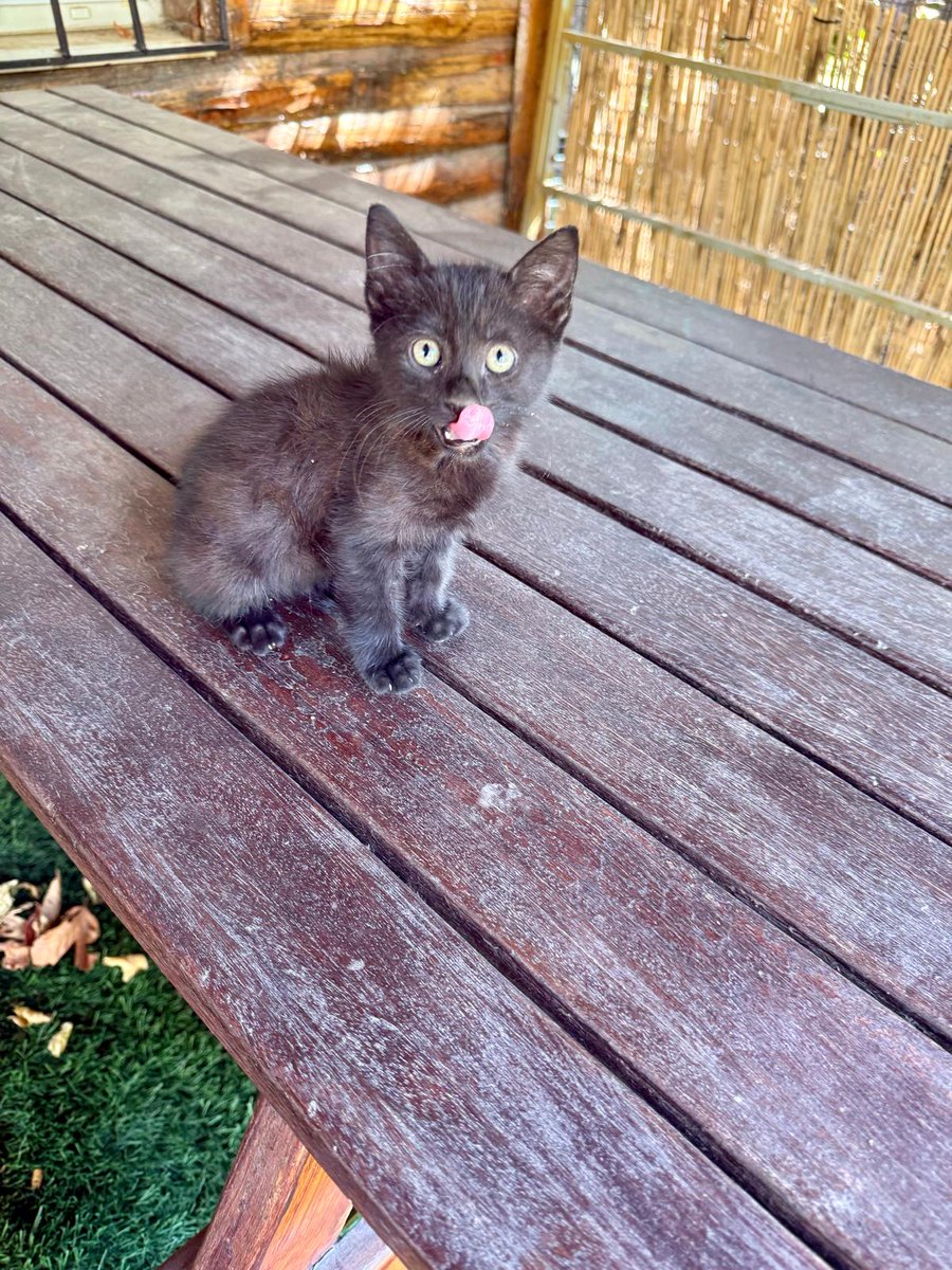 Parkta bir başına. 2 aylık, erkek,sağlıklı. Çok küçük ve olduğu alan bisiklet yolunun üzeri. Yuva Arıyoruz 
Kadikoy Göztepe 0532 2851717  ++++