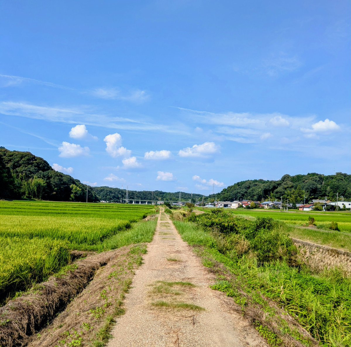 maruhachi8181's tweet photo. 走る走る
夕立のあぜ道

風が「雨が来る」と
教えてくれたのに

小川に魚のバケツ
そのままに
鬼のような稲妻に
走る走る

大きな雨粒が
土埃を叩けば
わらび餅

夕立のあとの清々しさを
知っていたから
どこか愉快だ

皆で笑いながら
駆け抜けた
あの夏のあぜ道 https://t.co/jRBRjlm0PT