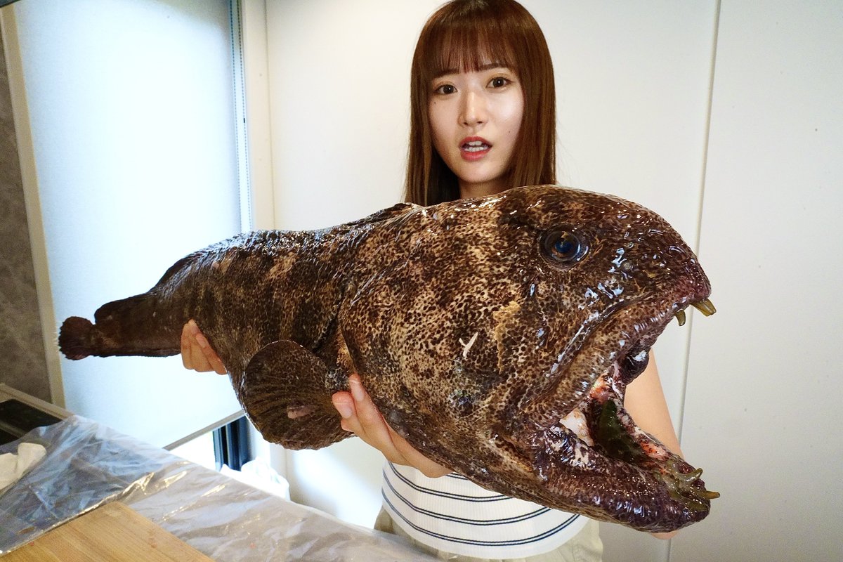 RISARISE2's tweet photo. お腹の中が激クサ…危険な牙を持つ魚を捌いて食べてみたらまさかの味... https://t.co/ddk49jOlbl @YouTubeより

YouTube「りさらいず」に新しい動画をUPしました‼️是非ご覧ください🔥
オオカミウオを捌いて食べる。
衝撃的な臭さでした…笑 https://t.co/dss9c1ZYCa