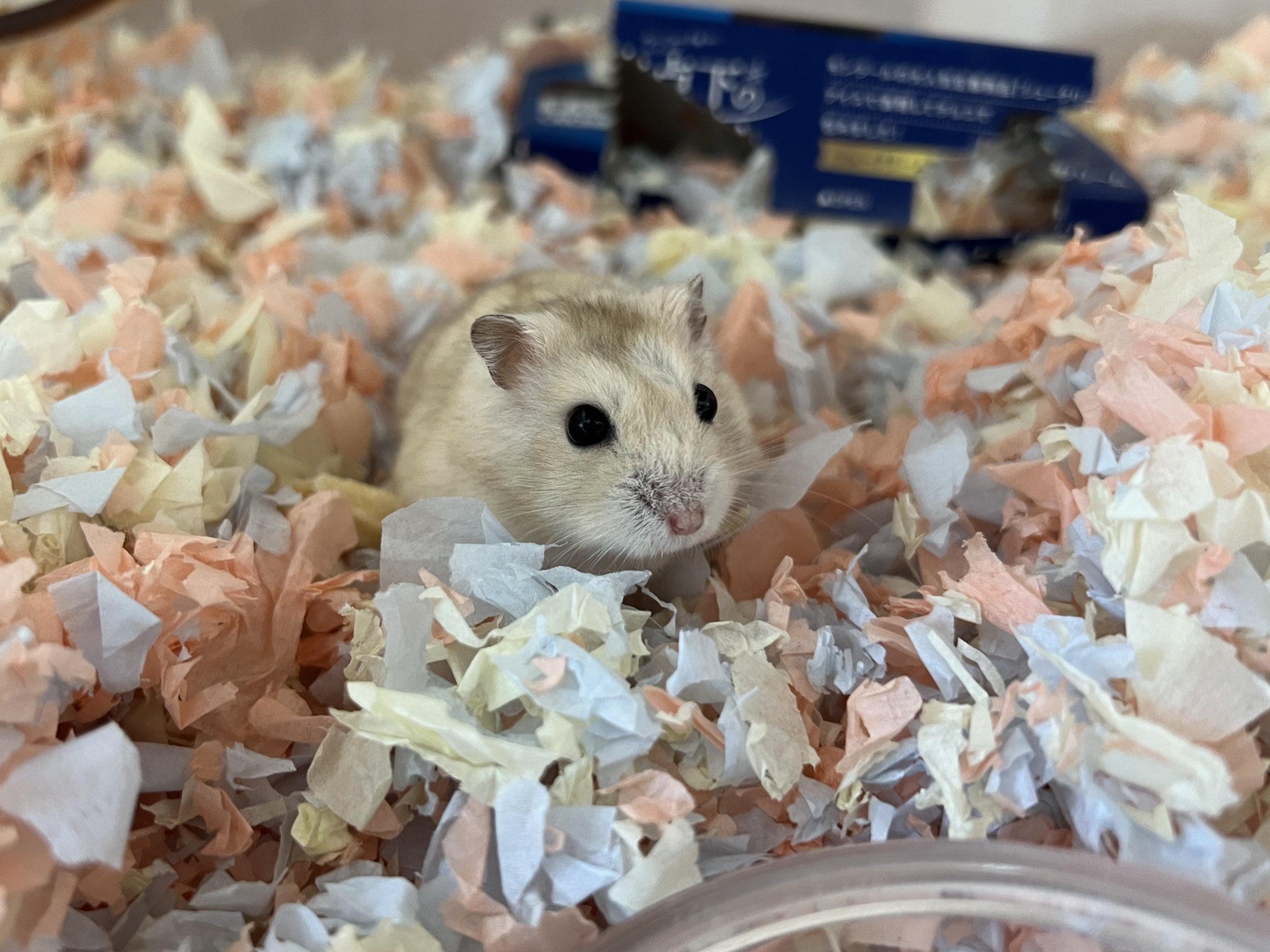 ホウ　【希少】マイセン　仔ネズミ　ハムスターフィギュリン　ヤングアニマル 𝙼𝚎𝚒. on X: 