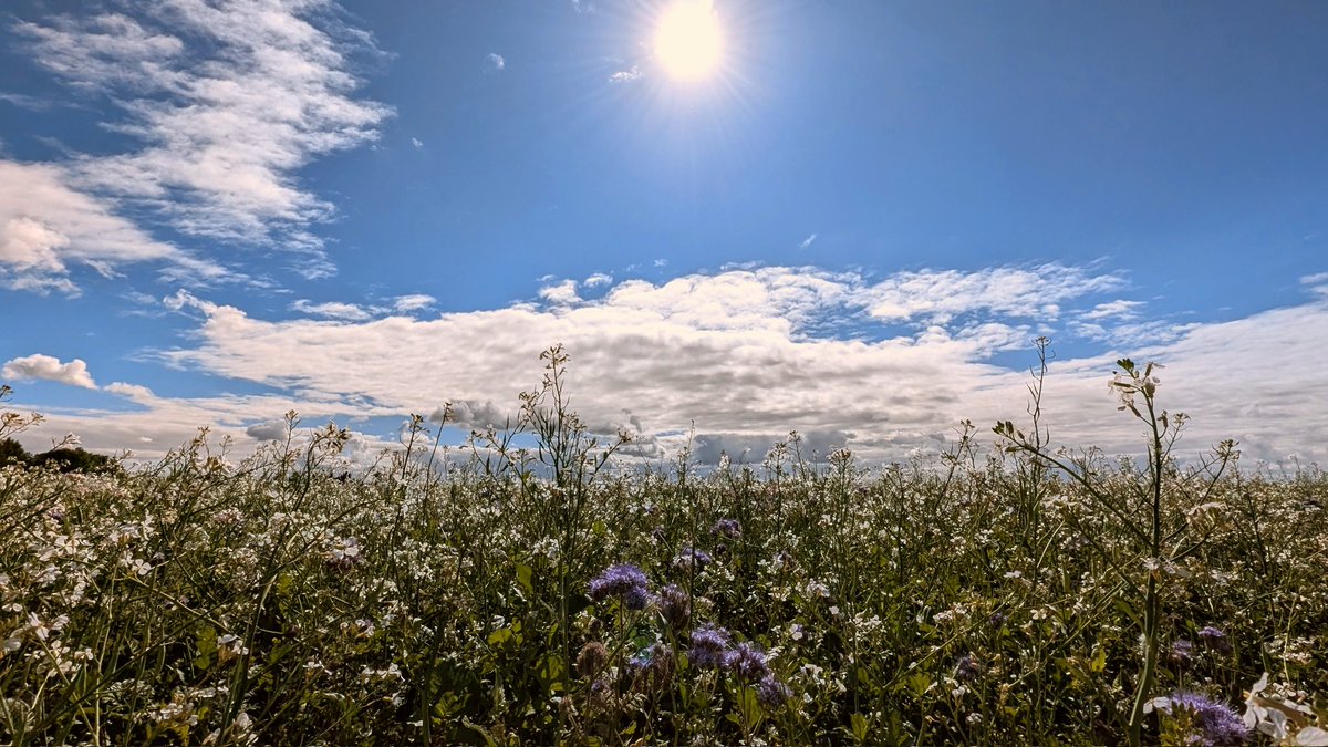 Een mooie zonnige bloemrijke start van de dag.
#Zomer #RTL #weerfoto
<a href="/weerverteller/">Weerverteller.nl</a>⁩ <a href="/BuienRadarNL/">Buienradar</a> <a href="/weermanrobert/">➡️ Robert de Vries</a> ⁦<a href="/MeteoVoorne/">Meteo Voorne Aan Zee</a>⁩ ⁦<a href="/janvissersweer/">JAN VISSER</a>⁩ ⁦<a href="/Weerplaza/">Weerplaza.nl</a>⁩ ⁦
<a href="/onwukaa/">Amara Onwuka</a> <a href="/HartvNL/">Hart van Nederland</a>