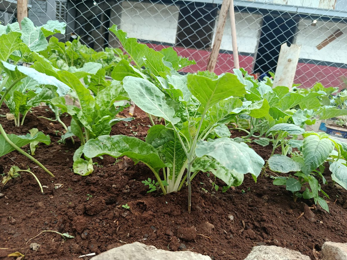 Shakur Njeru (@shakurnjeru1) on Twitter photo Food security isn’t just a rural issueurban farming is reshaping how cities like Nairobi can fight hunger and build resilience right where people live. Supported by <a href="/sdi_net/">Slum Dwellers International</a> <a href="/Wanavijiji_sdi/">Muungano wa Wanavijiji</a>
<a href="/aphrc/">APHRC</a> <a href="/Zero_Hunger_Ke/">Zero Hunger Initiative</a> <a href="/Liz_Kimani/">Dr Elizabeth Kimani-Murage - #JusticeFirst!</a> <a href="/CKyobutungi/">Dr. Catherine Kyobutungi Muzukulu wa Bityo</a> <a href="/AntoninaNamaem1/">Antonina Mutoro</a> <a href="/_Atamba/">Emmanuel Atamba</a> <a href="/tmg/">TMG</a> Food security isn’t just a rural issueurban farming is reshaping how cities like Nairobi can fight hunger and build resilience right where people live. Supported by <a href="/sdi_net/">Slum Dwellers International</a> <a href="/Wanavijiji_sdi/">Muungano wa Wanavijiji</a>
<a href="/aphrc/">APHRC</a> <a href="/Zero_Hunger_Ke/">Zero Hunger Initiative</a> <a href="/Liz_Kimani/">Dr Elizabeth Kimani-Murage - #JusticeFirst!</a> <a href="/CKyobutungi/">Dr. Catherine Kyobutungi Muzukulu wa Bityo</a> <a href="/AntoninaNamaem1/">Antonina Mutoro</a> <a href="/_Atamba/">Emmanuel Atamba</a> <a href="/tmg/">TMG</a>