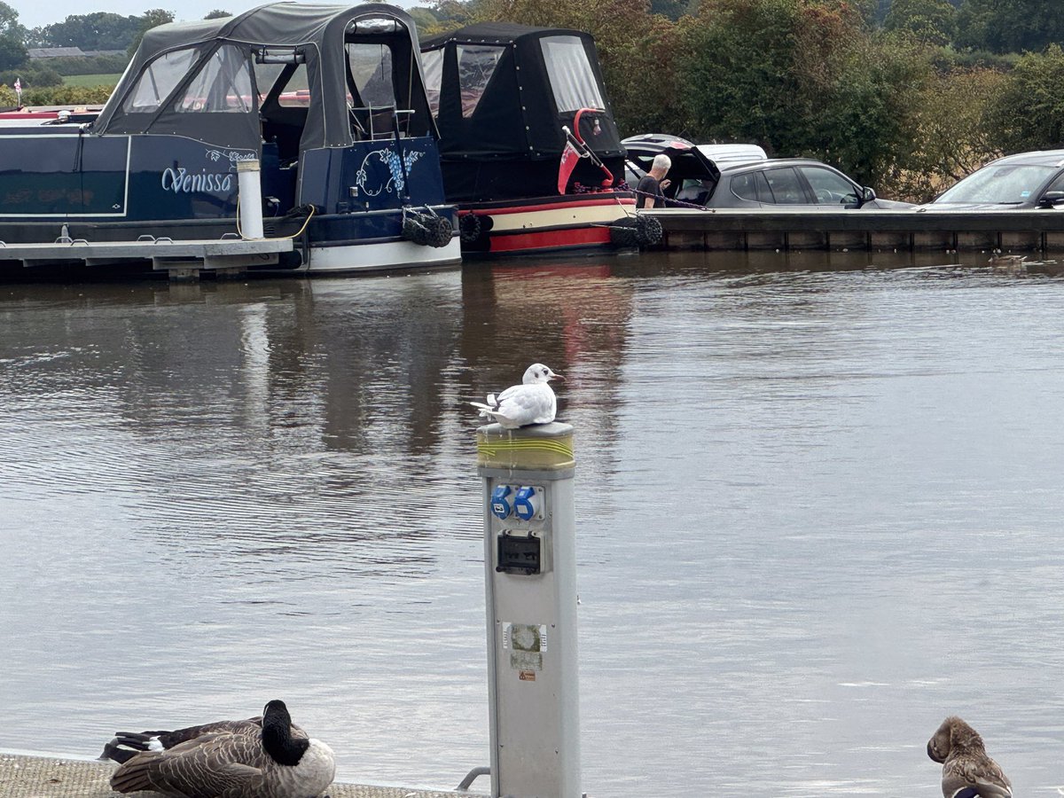 🦆Our feathered moorers are making the most of this bank holiday weekend, even the seagull is trying to reserve a berth at Venetian Marina.

#venetianmarina #canal #marina #feathermoorers