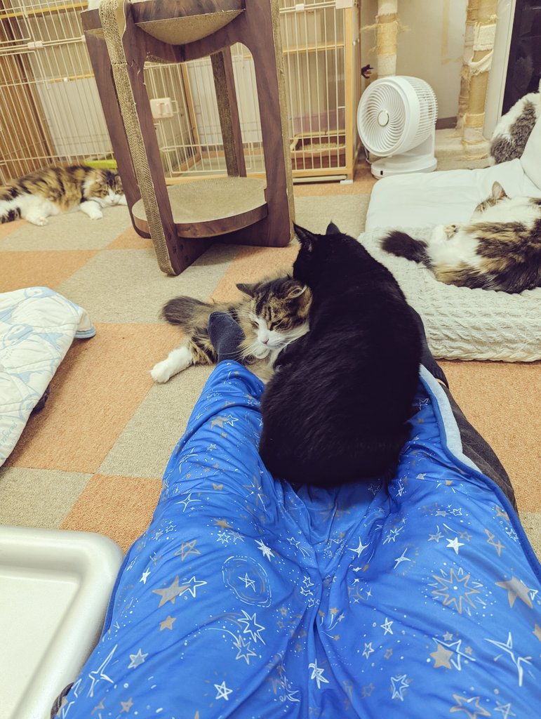 沢山のﾈｺﾁｬﾝ