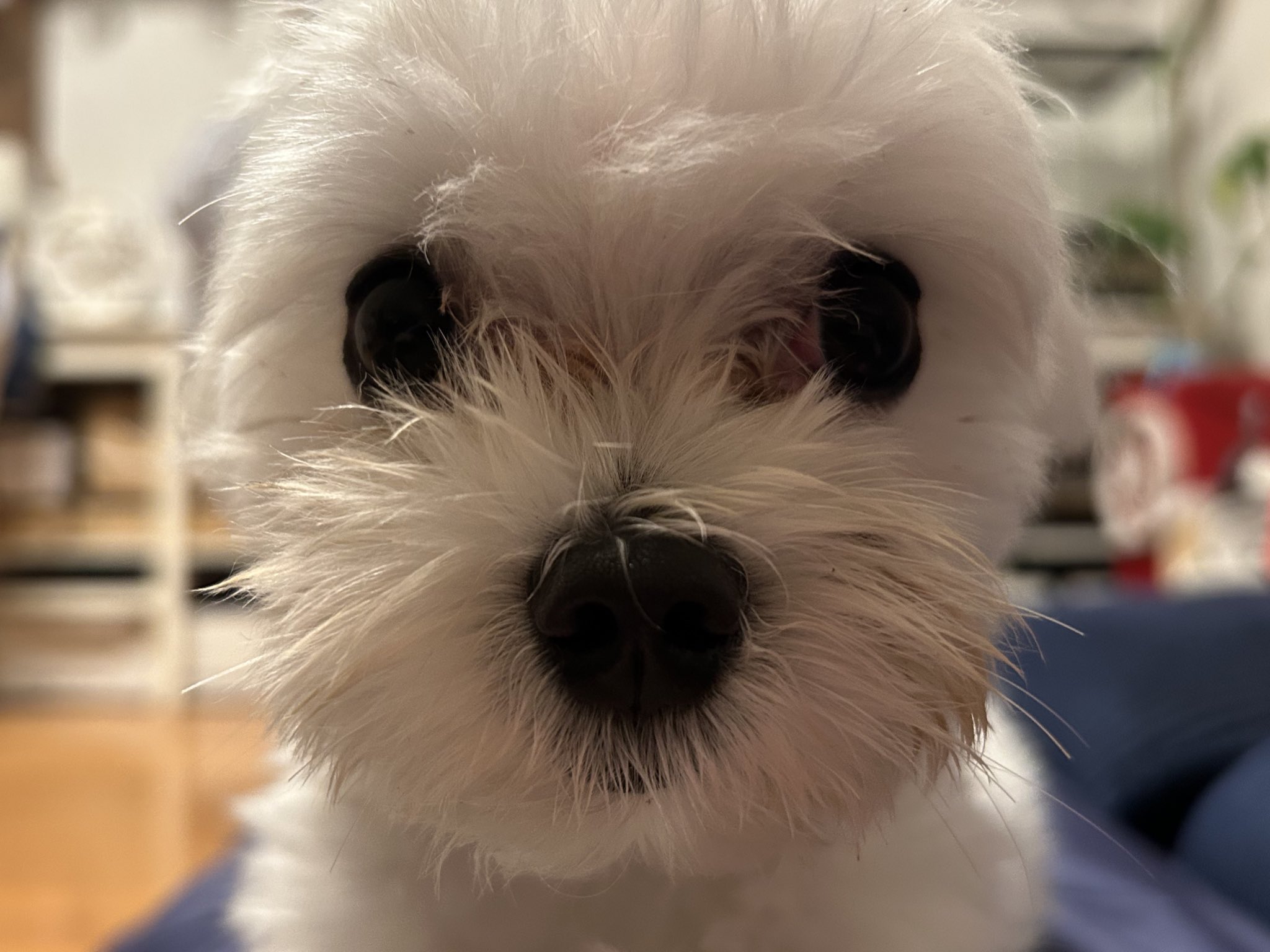 きいまる Buy Adidas atmos x ZX 8000 'G-SNK 10 - Ura' - JQ2580 | GOAT