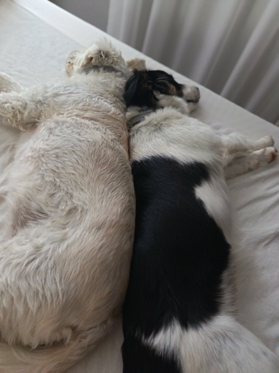 Sisko ja sen sisko 🥰

#rescuedog <a href="/HardLuckPaws/">HardLuckPaws ry</a>