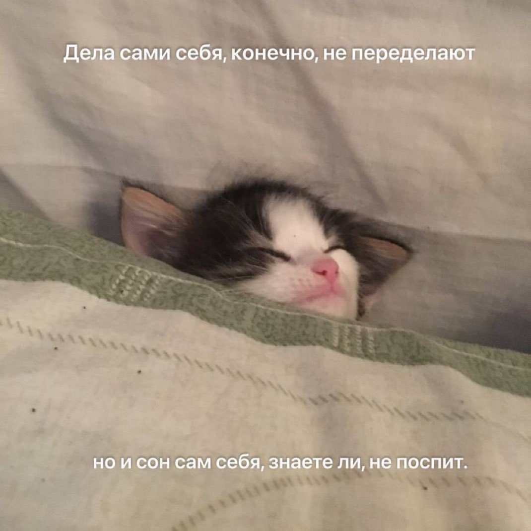 #ИБД (@the_smolny) on Twitter photo 