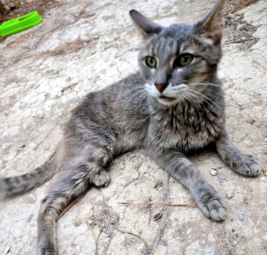 Necesita ayuda urgente!!📢

            #Alicante 🙏🏼

Tiene leucemia. 
Está débil.
URGE #acogida  para recuperarse.
GASTOS CUBIERTOS. 
 
Es hiper-cariñosa, bonita, y nos necesita☎️667838786