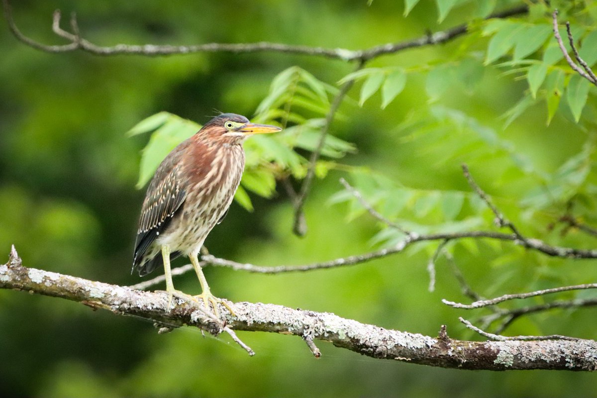 Good Saturday morning friends. Green Heron from a few weeks ago. Have a pleasant day. #birds #birding #birdphotography #birdsoftwitter
